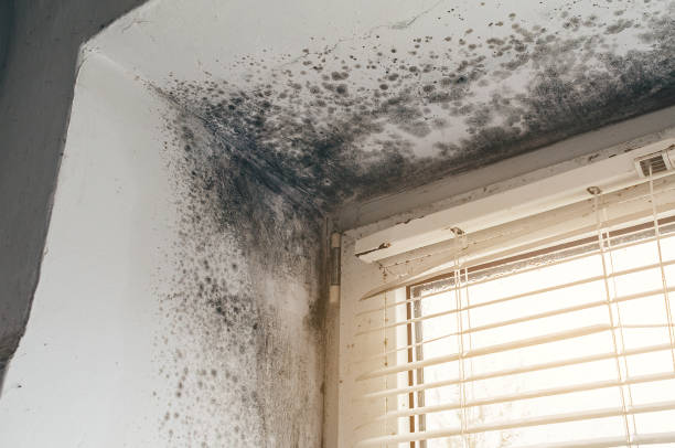 Affordable Mold Removal solutions in Lewisburg, KY
